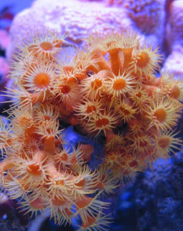 PARAZOANTHUS